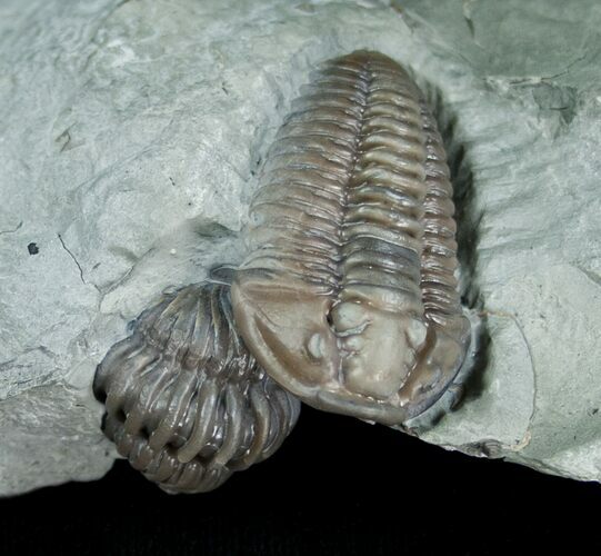 Double Flexicalymene Trilobite - Prone & Enrolled #5525